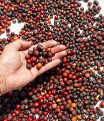 coffee bean business