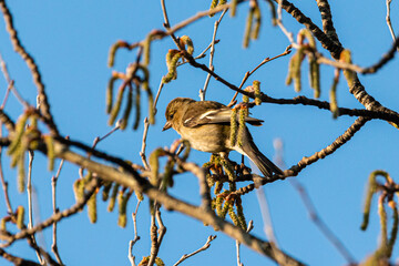 Common Chaffinch in a garden in Provence