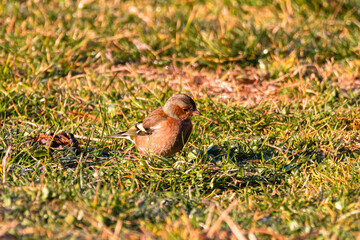 Common Chaffinch in a garden in Provence
