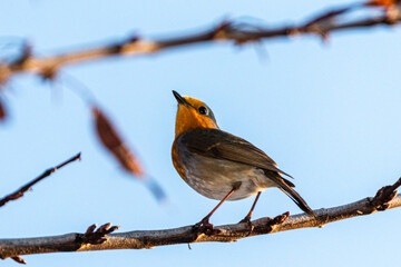 European Robin perched on a tree branch