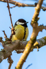 Great Tit perched on a tree branch