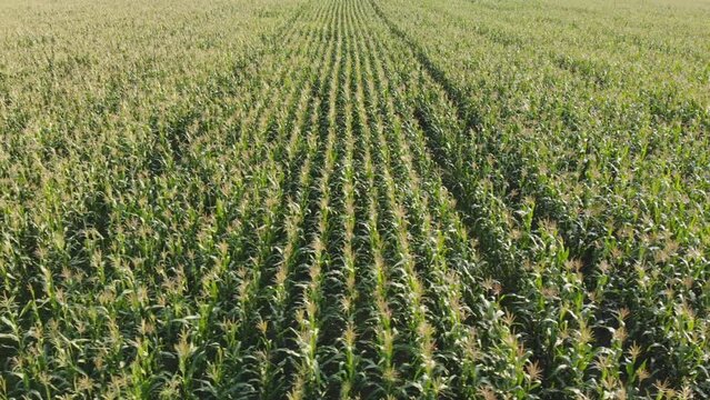 Aerial view with a drone of a field of corn flowered perfectly sown.