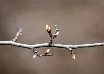 Junge Triebe am Ast eines Baumes im Frühjahr.