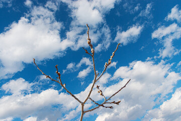 As winter ends this tree is starting to bud.  Blue skies and white clouds behind this tree branch.