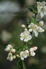 White flowers and pink buds of an apple tree on the background of a spring garden. Vertical frame. High quality photo