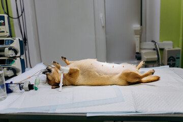 Anesthesia or sedation of the dog. The Dog lies on the operating table before surgery.