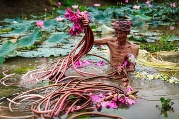 Fototapeta na wymiar Old man vietnamese picking up the beautiful pink lotus in the lake at an phu, an giang province, vietnam, culture and life concept