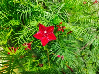 Ornamental Red Cypress Vine Flower. Tiny blooming flowers