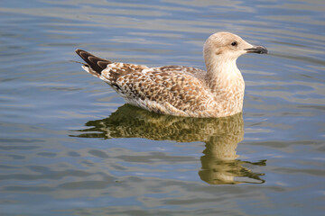 Portrait einer Mantelmöwe. Eine Möwe an der Ostsee.
