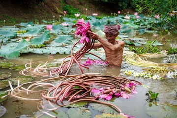 Poster Old man vietnamese picking up the beautiful pink lotus in the lake at an phu, an giang province, vietnam, culture and life concept © Songkhla Studio