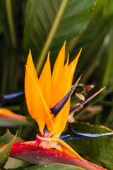 Obraz premium Closeup shot of bird of paradise flower in the tropical forest.