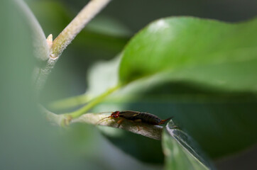 Nahaufnahme eines Ohrwurms auf einer Pflanze.