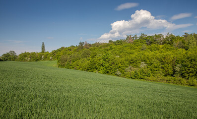 spring rural landscape with blue sky