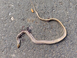 Dead Snake on road with blood, lifeless