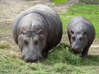 Mother and baby hippopotamus at London Zoo eating grass, animal love, wonderful family