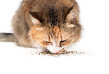 Isolated cat sniffing on catnip, close up. Front view of female long hair calico or torbie kitty smelling, licking or investigating dry powdered catmint. Selective focus on snout.