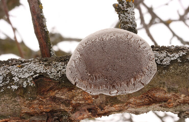 Gray mushroom on a plum branch in early spring
