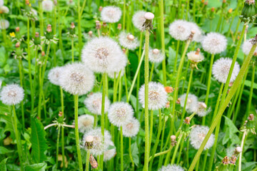 Glade of fresh meadow dandelions on a sunny spring day. Flowering dandelions.