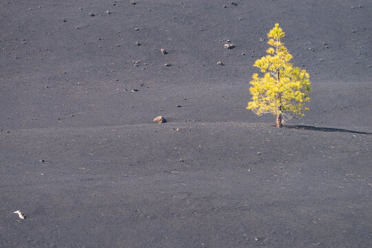 Single Canary Island pine tree (Pinus canariensis) growing in gray terrain