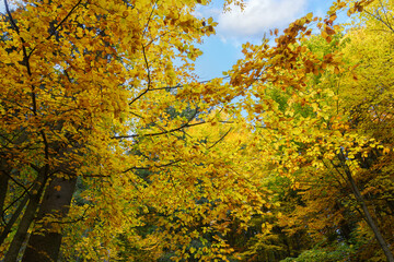 Sunny day in the forest. Autumnal forest landscape. Colorful leaves of trees in the autumn forest, colors of leaf-fall.