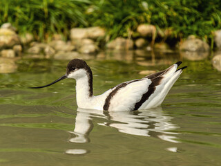 Avocet Bird Swimming on Water