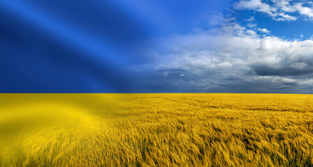 Symbol of Ukraine - Ukrainian national blue yellow flag with closeup of harvest of ripe golden...