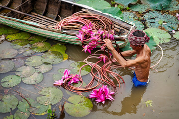 Old man vietnamese picking up the beautiful pink lotus in the lake at an phu, an giang province,...