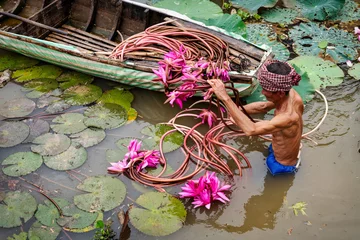 Schilderijen op glas Old man vietnamese picking up the beautiful pink lotus in the lake at an phu, an giang province, vietnam, culture and life concept © Songkhla Studio