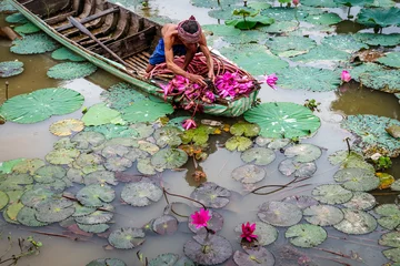 Zelfklevend Fotobehang Old man vietnamese picking up the beautiful pink lotus in the lake at an phu, an giang province, vietnam, culture and life concept © Songkhla Studio