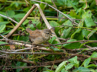 Wren Perched on a Twig in the Undergrowth