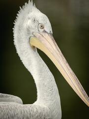 Close up of Dalmatian Pelican Head