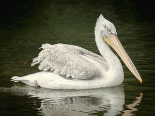 Dalmatian Pelican Floating on Water