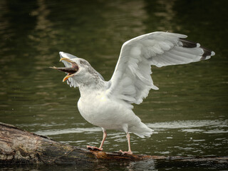 Non Breeding European Herring Gull Eating a Fish