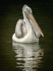 Dalmatian Pelican Floating on Water