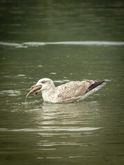 Non Breeding European Herring Gull Eating a Fish