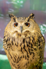 An owl is a beautiful cat-like bird.