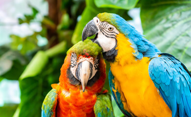 Colorful macaws with beautiful feathers.