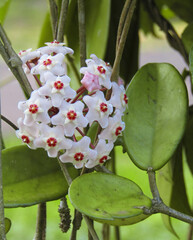 Flor de nácar