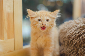 Maine Coon cat with beautiful orange fur.