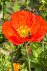Fototapeta premium Honey bee swimming in the yellow stamens of a bright orange red Iceland Poppy collecting nectar and pollen