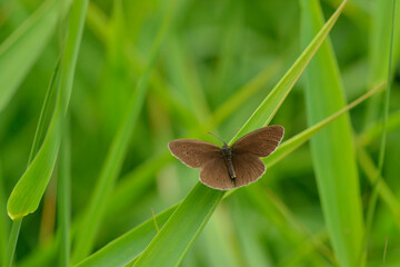 Brauner Waldvogel (Aphantopus hyperantus)