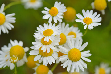 Blüten der Echten Kamille	
