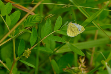 Kleiner Kohlweißling (Pieris rapae) auf Bärenschote