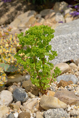 Garten-Wolfsmilch (Euphorbia peplus)