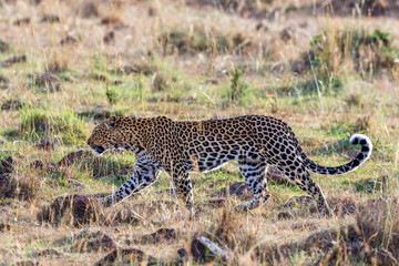 Beautiful Leopard walking in the african wilderness