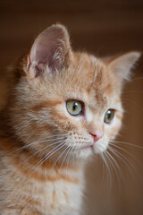 Closeup photography of the cute ginger cat with green eyes.Vertical orientation.