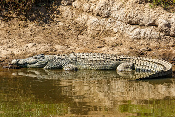 Nile Crocodile resting at the water's edge