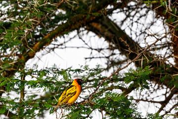 African Village weaver sits on a tree branch