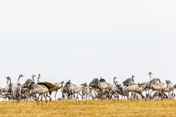 Fototapeta na wymiar Flock with Common Cranes that resting on a field