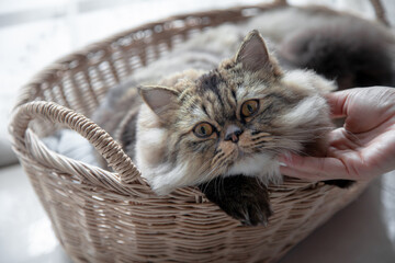 Fototapeta na wymiar Cat in the basket. Persian Cat kitten cute sitting in the basket at home. Close up, copy space.
